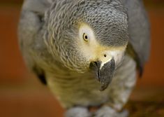 a close up of a parrot on a wooden surface with its head turned to the side