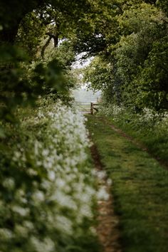 the path is lined with trees and grass