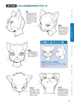 the instructions for how to draw an anime cat