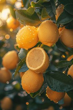 several lemons are hanging from a tree with water droplets on them