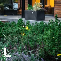 some plants and flowers in front of a building