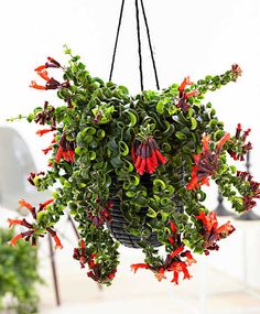 a hanging basket filled with red flowers on top of a table