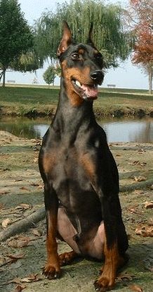 a large black and brown dog sitting on top of a dirt field next to trees