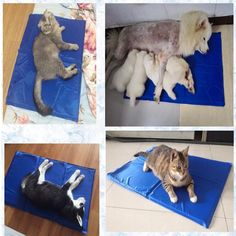 four pictures of cats and dogs laying on blue mat with dog toy in middle, cat lying on white stuffed animal