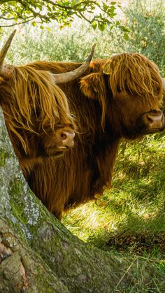 two brown cows standing next to each other on a lush green forest covered hillside under a tree