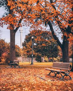 two park benches sitting in the middle of a leaf covered field