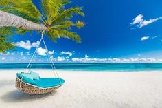 a hammock hanging from a palm tree on a tropical beach with blue cushions