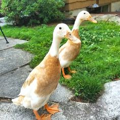 two ducks standing next to each other on the ground near some grass and bushes in front of a house