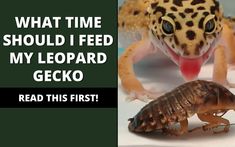 a leopard gecko with its tongue out next to an image of a frog and a gecko