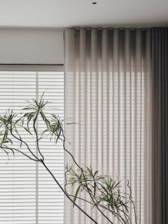 there is a potted plant in front of the window with sheer curtains on it