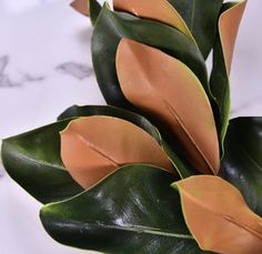 a close up of a plant on a table with marbled surface in the background