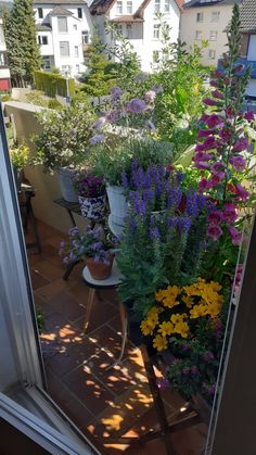 flowers are in pots on the window sill, and one planter is full of them