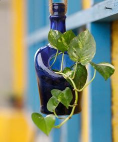 a blue glass bottle with a plant growing in it hanging from a hook on the side of a building