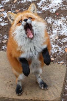 an orange and white fox standing on its hind legs