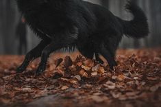 a black dog is running through the leaves