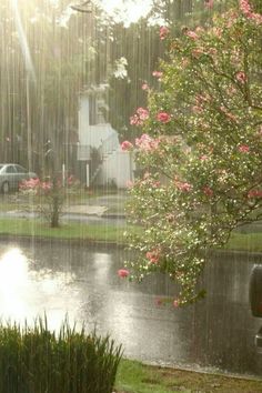 the sun shines brightly on a rainy day with pink flowers in the foreground