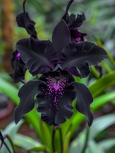 a black flower with purple stamens and green leaves