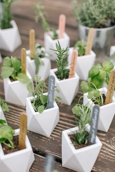 small white planters filled with plants on top of a wooden table