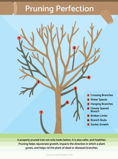 the anatomy of a tree with labels on it and instructions to pruning its branches