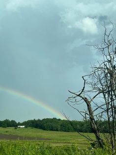 a rainbow in the sky over a field with dead trees and green grass on either side