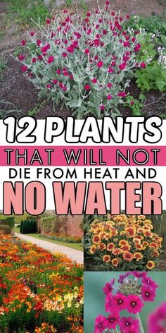 the cover of 12 plants that are not blooming and no water