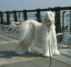 a large white dog standing on top of a sidewalk next to a body of water