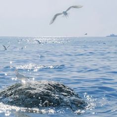 seagulls flying over the water and on top of a rock in the ocean