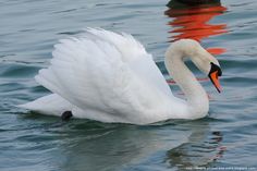 a white swan is swimming in the water