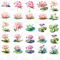 water lilies and other flowers are depicted in this painting style illustration on white paper