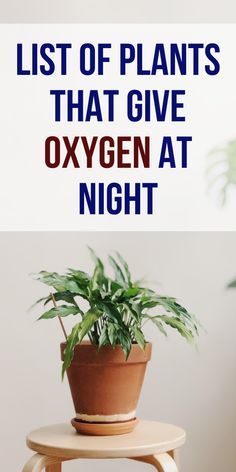 a potted plant sitting on top of a wooden table with the words list of plants that give oxygen at night