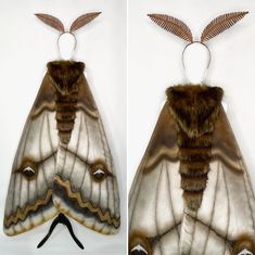 two pictures of moths with fur on them