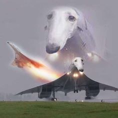 an airplane with a dog on it is flying next to a jet that has a rocket in its mouth