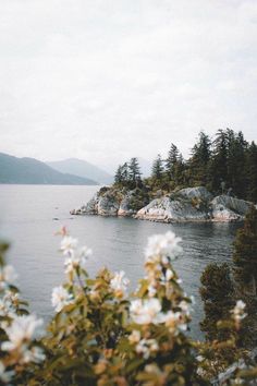 an island surrounded by trees and water with white flowers in the foreground on a cloudy day