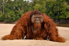 an orangutan laying on the sand with trees in the background