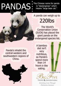 pandas are the most popular animals in china and they can be found on earth