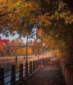 a path that is next to some trees with fall leaves on it and the bridge in the background