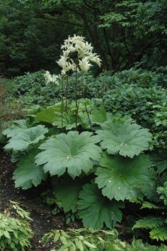 a white flower is growing in the middle of some bushes and trees with lots of green leaves