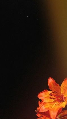 an orange flower is in a vase with water on the table and light shining through it