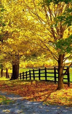 a wooden fence surrounded by trees and leaves