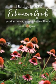 the ultimate echincea guide growing, pruning and caring for coneflowers