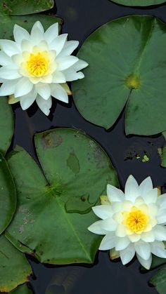 two white water lilies floating on top of green leaves