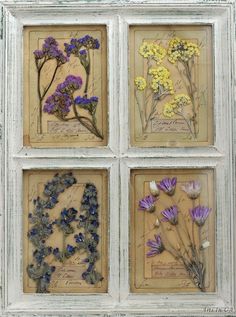 four framed pictures with flowers in them