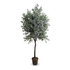 an olive tree in a pot on a white background