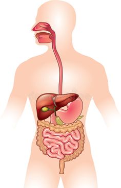 the human body with an organ in it's stomach and large intestories