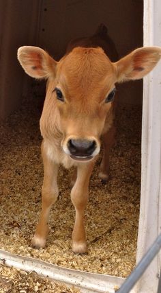 a baby calf is standing in an enclosed area