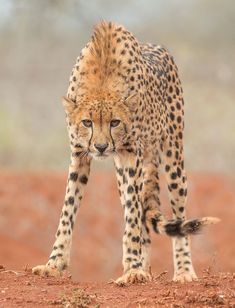 a cheetah walking across a dirt field