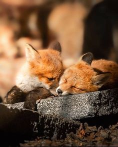 two little foxes cuddle together in the sun