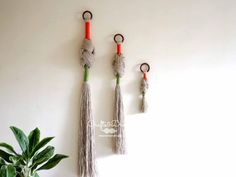 three tasseled hooks hang on the wall next to a potted plant in a white room