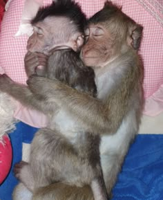 two baby monkeys cuddle together on a pink and blue blanket next to a teddy bear