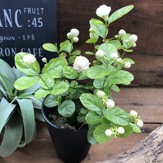 a potted plant sitting on top of a wooden table next to a black sign